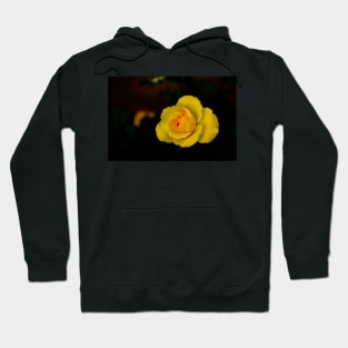 single yellow rose blossom with red center on black background Hoodie